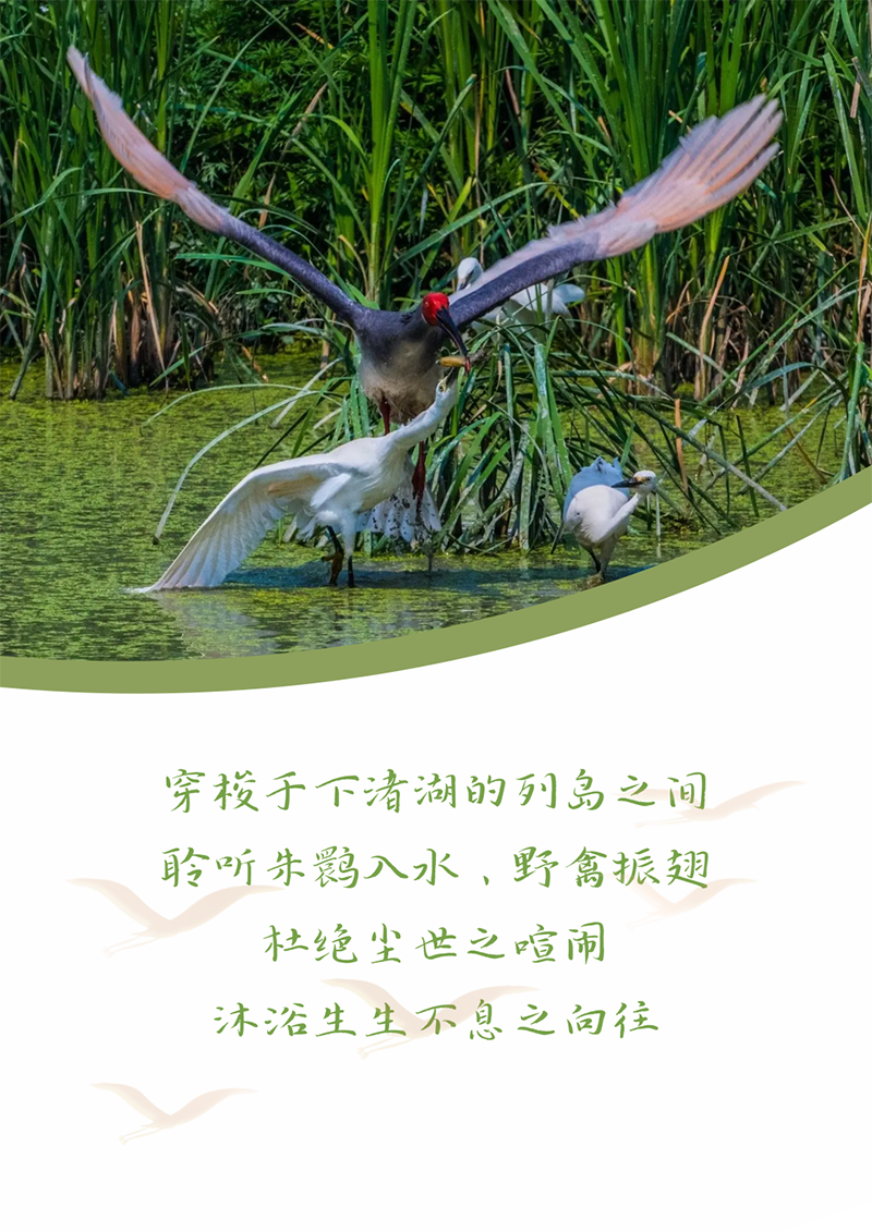 心心念廿 相伴九游会J9真人游戏第一品牌 | 与德清相约 贺廿载诞辰
